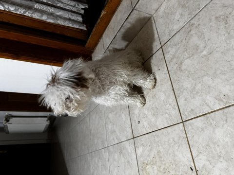 Yavru köpeğimi sahiplenme
