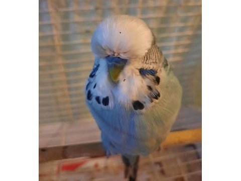 Show jumbo muhabbet kuşu erkek