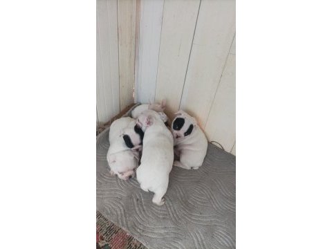 Teslime hazir french bulldog yavrulari