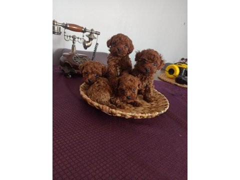 Kore toy poodle dişi erkek yavrular ırk garantili
