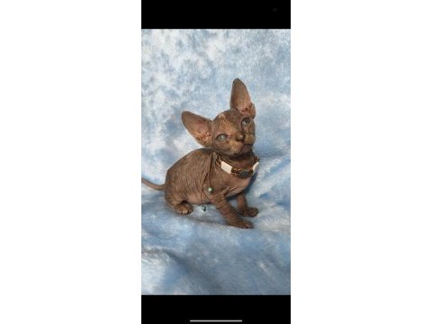 Naked beauty sphynx