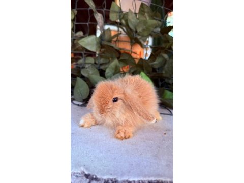 Orjınal hollanda teddy lop tavşan yavrular