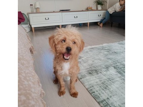 6 aylık dişi maltipoo