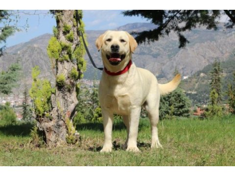 Safkan secereli labrador yavruları