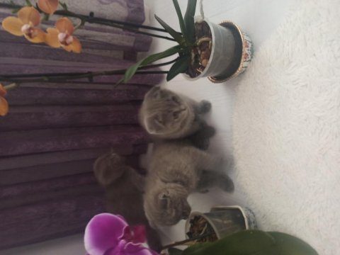 Orjinal scottish fold yavru isteyenler son kalan yavrular