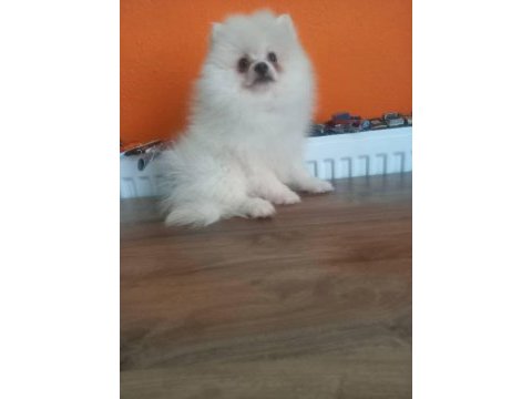 Pomeranian boo beyaz ve orange yavrular