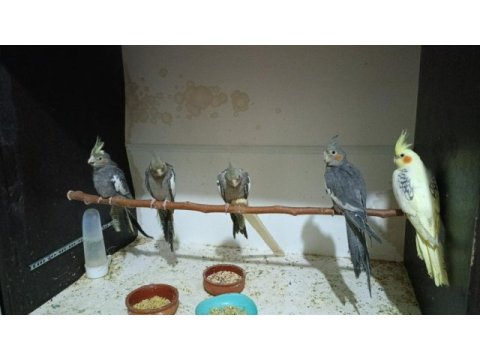 Yeni yeme düşmüş sultan papağanı