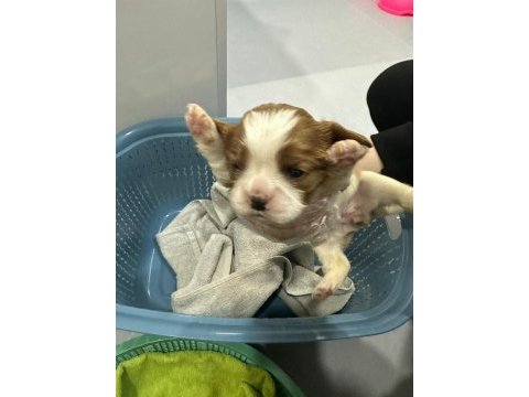 Anne baba safkan cavalier king charles ev ortamında