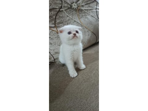 50 günlük erkek scottish fold yavrumuz hazır