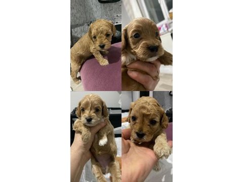 Ankara toy poodle yavruları sahiplerini bekliyor