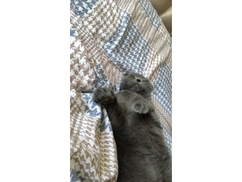7 aylık scottish fold