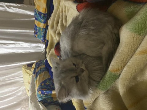 Scottish fold oscar için yuva arıyoruz