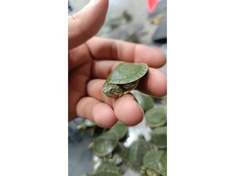 Kırmızı yanaklı su kaplumbağası