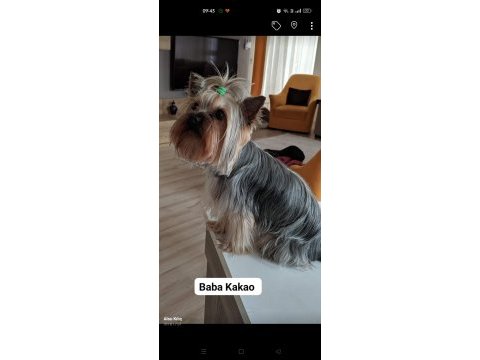 Yorkshire terrier yavru