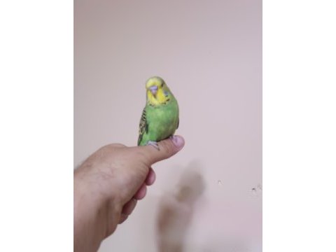 Jumbo muhabbet kuşu yavrular