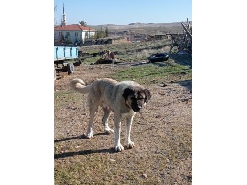 Satılık bir yaşında kangal kırması