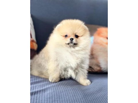 Bizi aramadan karar vermeyin pomeranian yavruları 