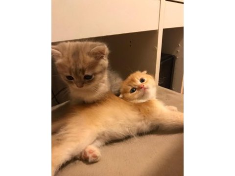 Scottish fold golden