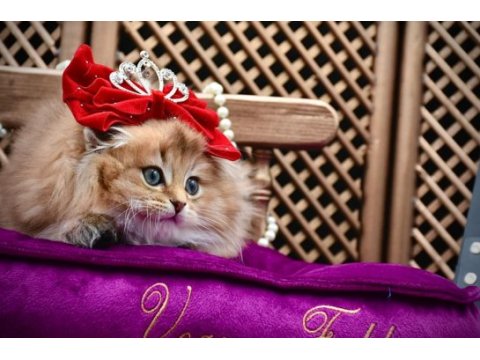 O bir prenses scottish fold