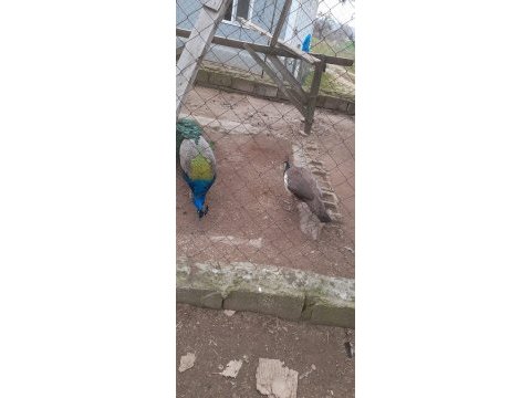 3 yaşında takım tavus kuşlar