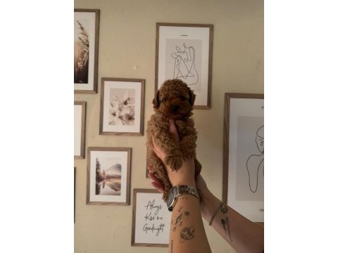 Aşılı wc eğitimli toy poodle yavrular