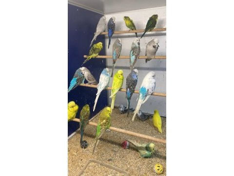 Show jumbo muhabbet kuşu