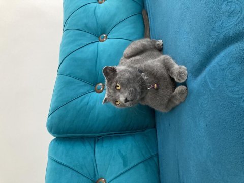 Pakize hanıma sahip arıyoruz scottish fold