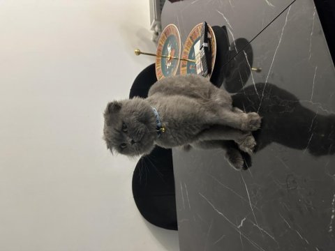 1.5 yaşında scottish fold