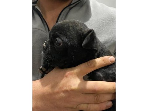 Belçika kurdu (malinois)