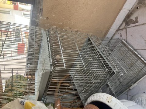 2 çift sultan papağanı ve albino