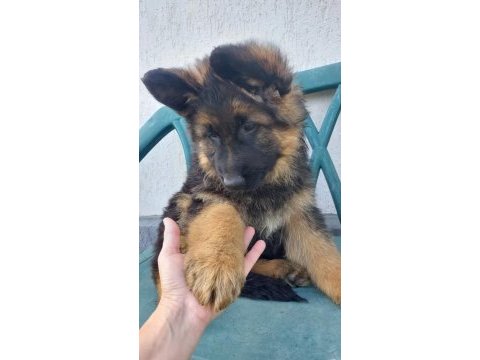 Saf kan alman çoban köpeği yavruları