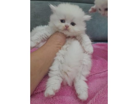 Muhteşem british longhair erkek bebek