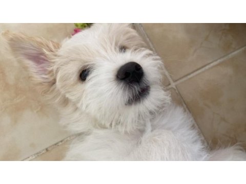 Aşıları tam erkek minik maltipoo yavru