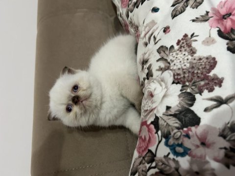 Beyaz scottish fold