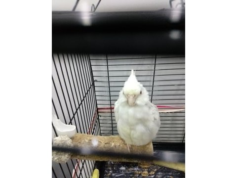 Erkek yavru sultan papağanı