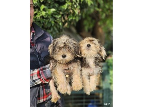 Morkie biblolar