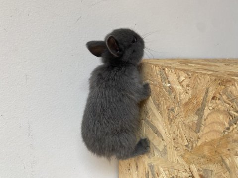 Cüce tavşanlarım