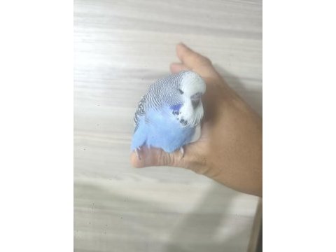 Bebek show muhabbet kuşumuz