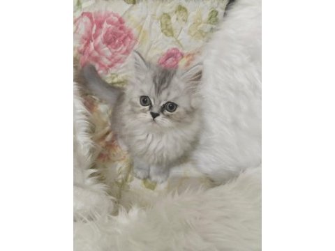 1 adet chinchilla dişi
