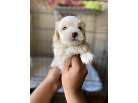 Toy poodle yavrumuz dişi