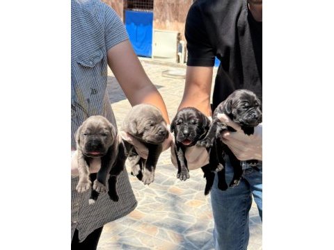 Cane corsa alan koruma köpeği yavruları 