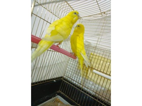 Hazır takım limon muhabbet kuşu