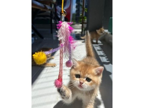 Show kalite ayı surat british shorthair bebekler