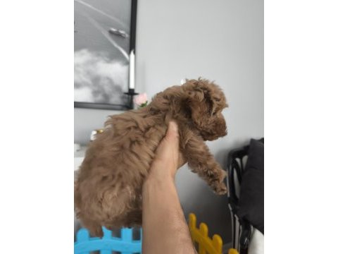 2 aylık toy poodle