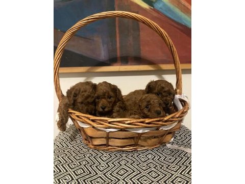Toy poodle 28/09/2024 doğumlu