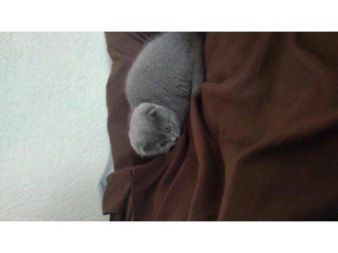 Scottish fold erkek yavru