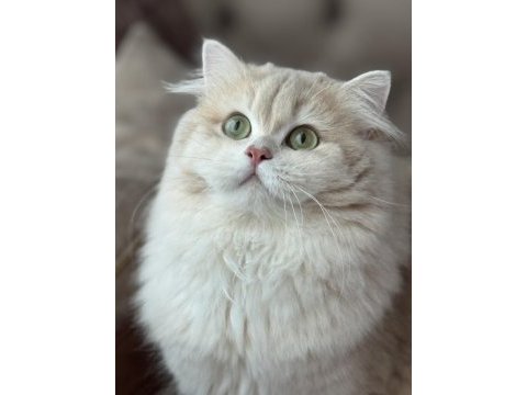 Saf kan dişi yavru
