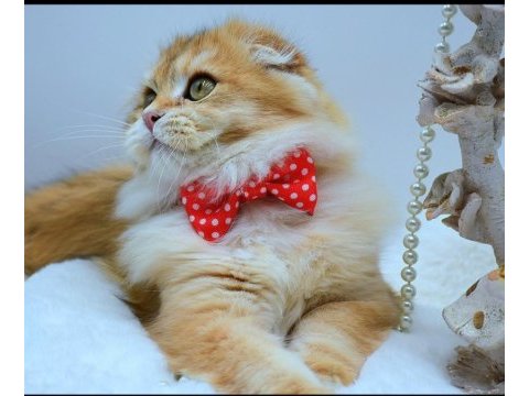 Scottish fold anne ve baba full şecereli elite pet