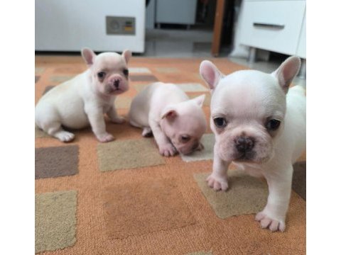 French bulldog yavrularımız