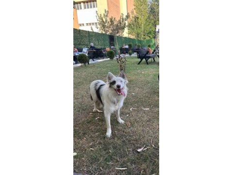 Border collie red merle